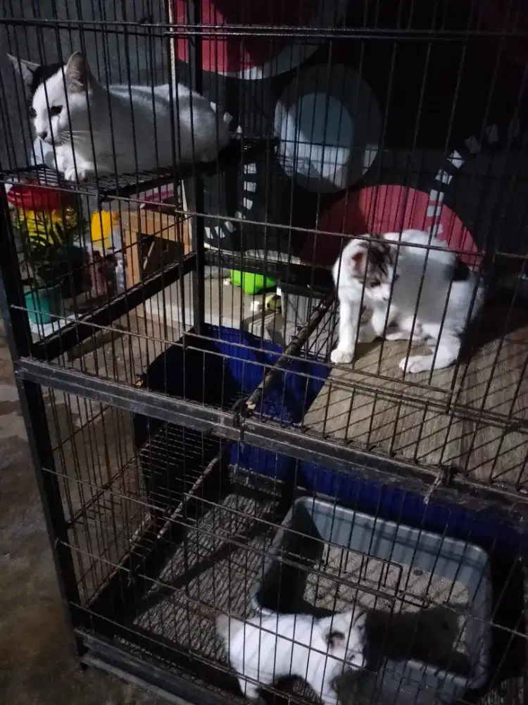 Lepas adopsi free kucing mixdom