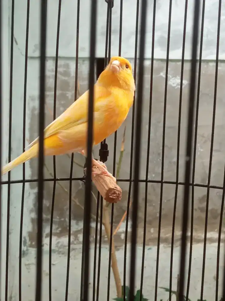 Burung kenari warna bagus