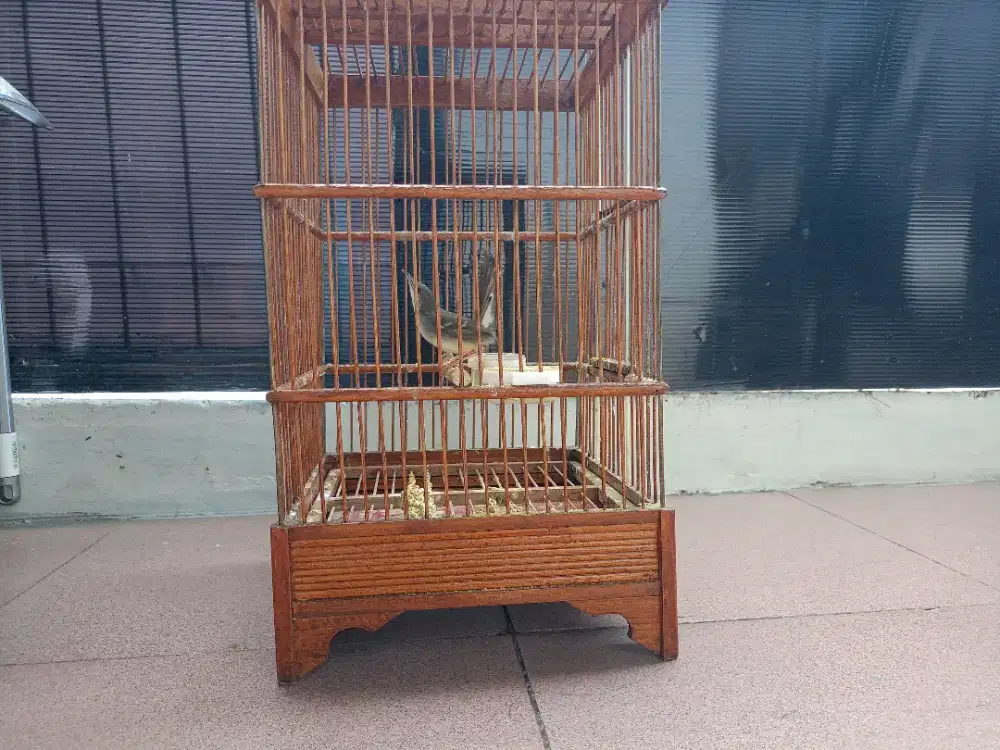 Ciblek semi fullset no krodong