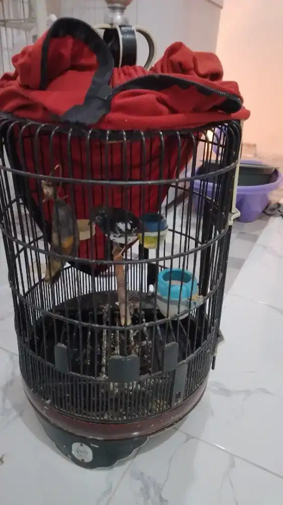Diobral jual cepat burung kesayangan