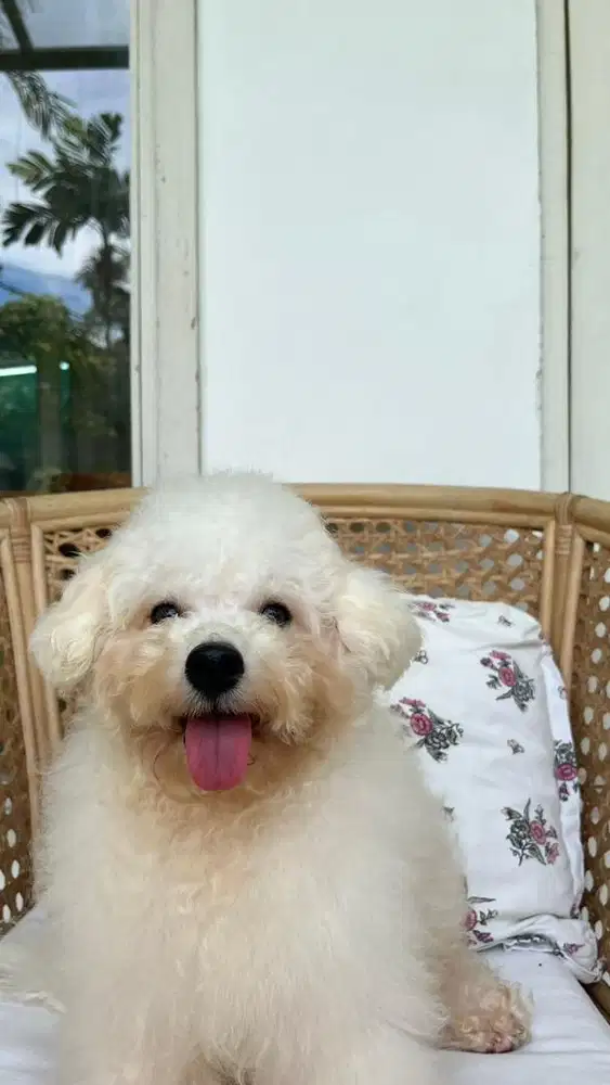 Di jual puppy poodle mix bichon