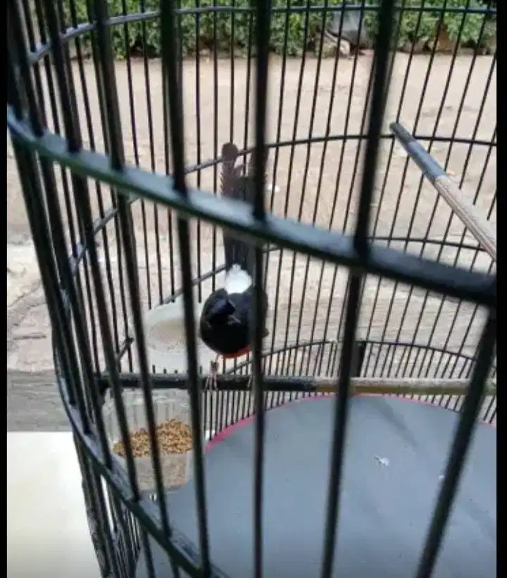 Muray Muda Berbakat Sejahtera