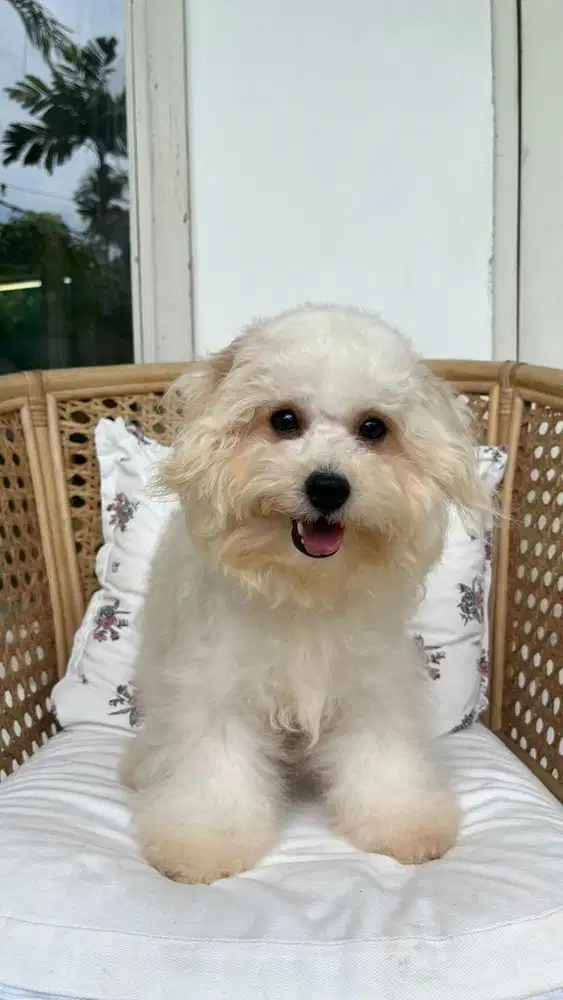 Di jual puppy poodle mix bichon