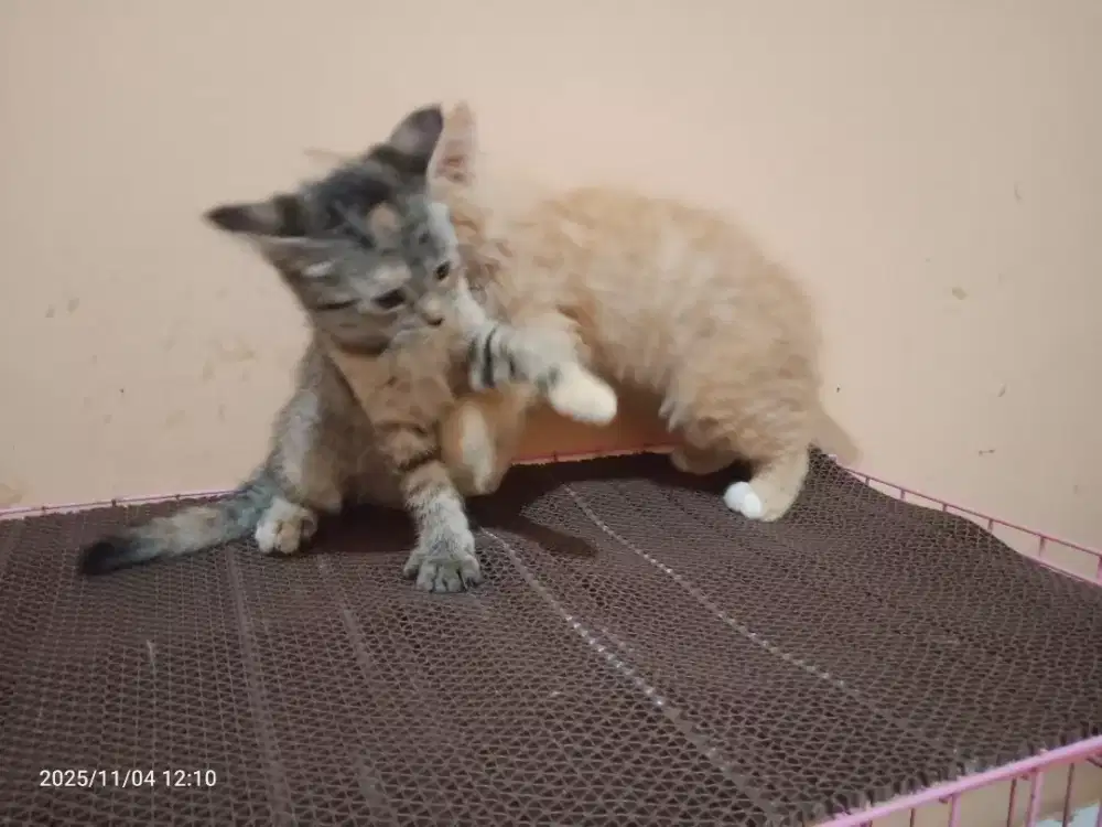 Kucing Persia Jantan betina Umur 2bulan, Sehat Lucu lincah imut