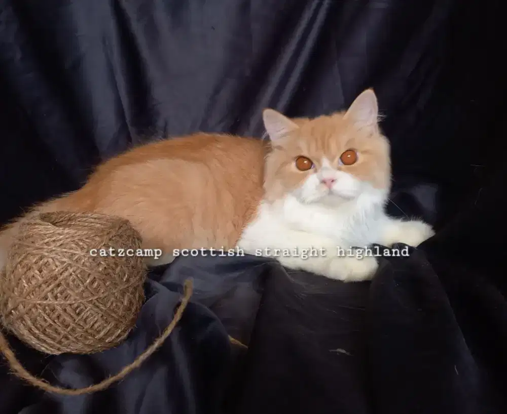 Scottish straight highland