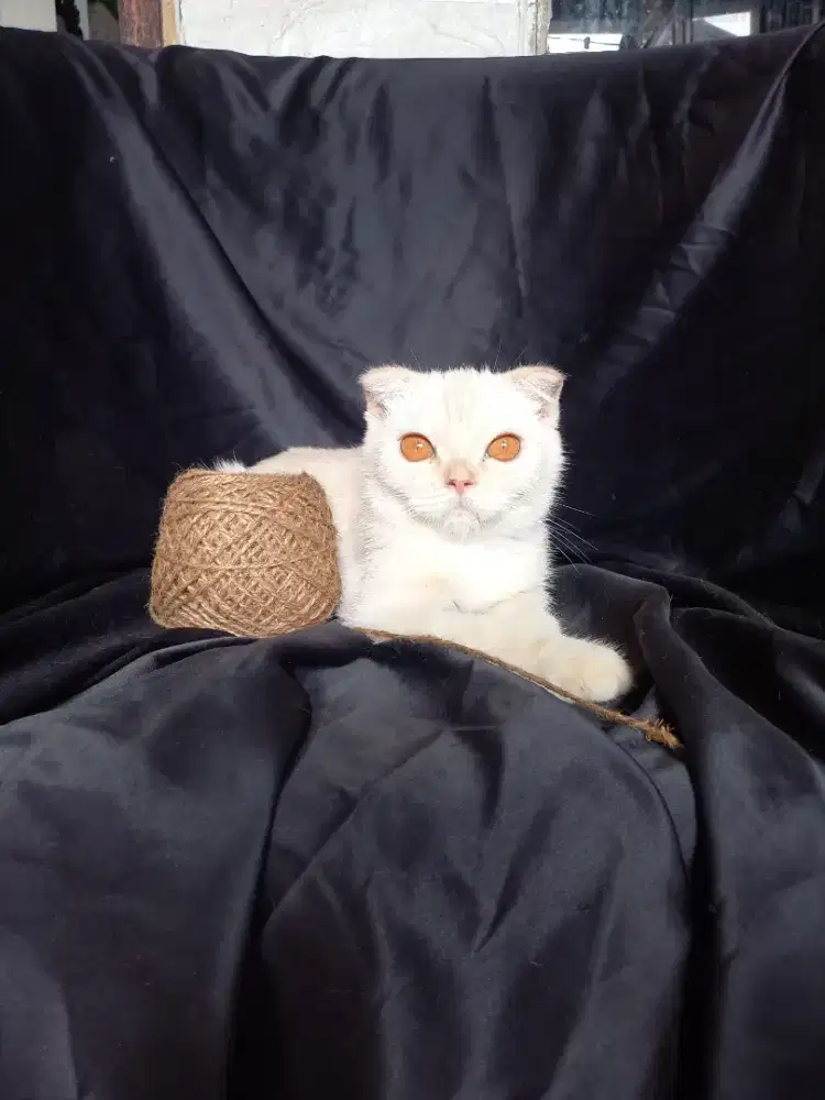 Scottish fold kitten