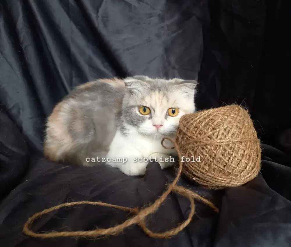 Scottish fold betina