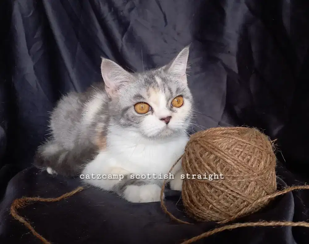 Scottish straight betina