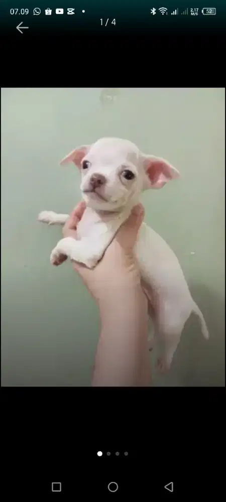 Anakan Chihuahua mini putih