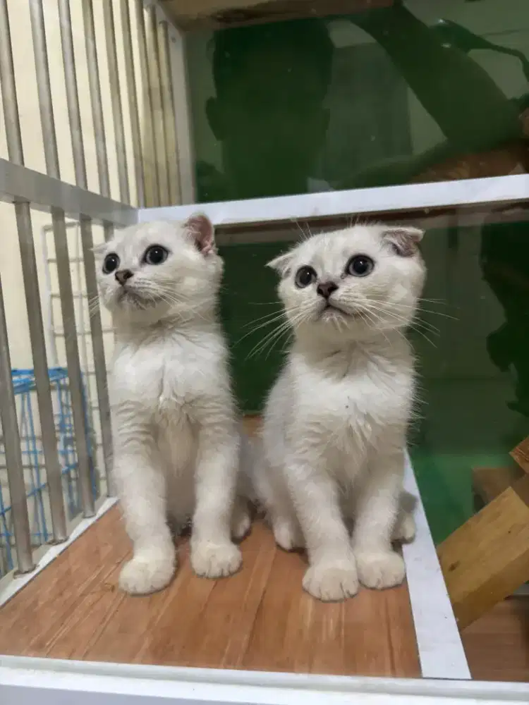 Kucing Scotis fold