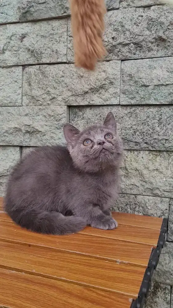 Munchkin British Shorthair Bsh betina