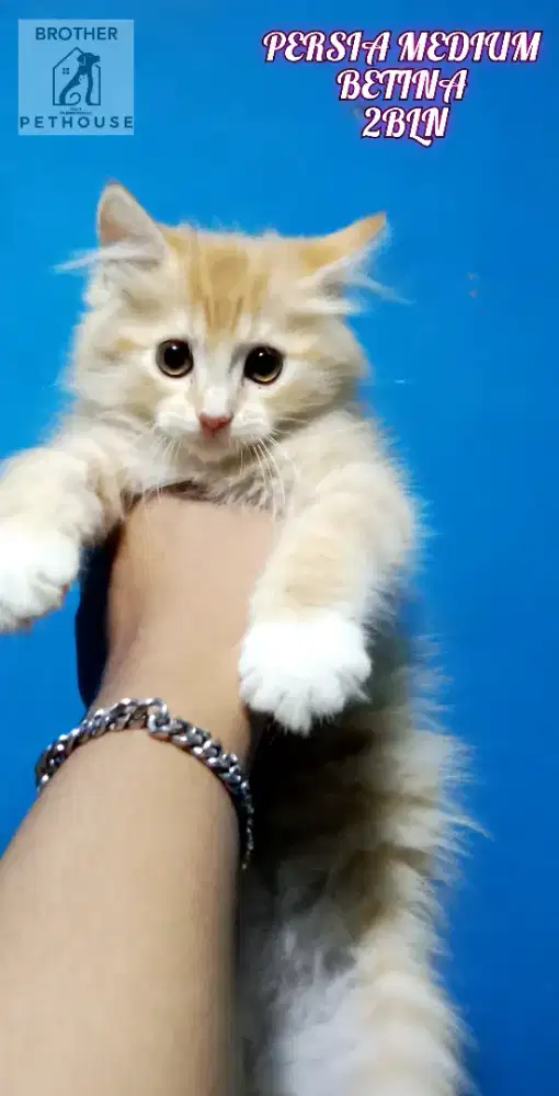 PERSIA MEDIUM BETINA 2BULAN
