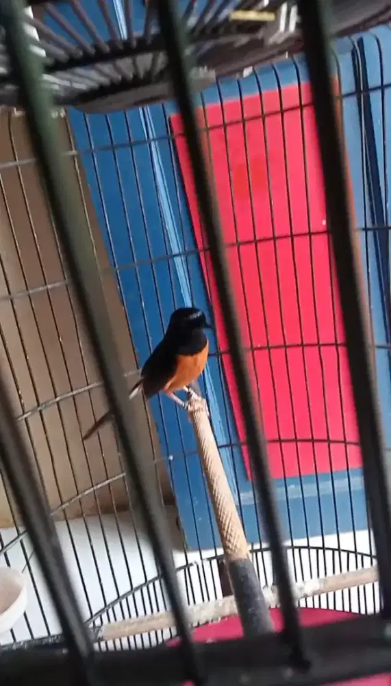 Di mahar Murai Medan Fulset Double Ring harian rajin udh jln lapangan