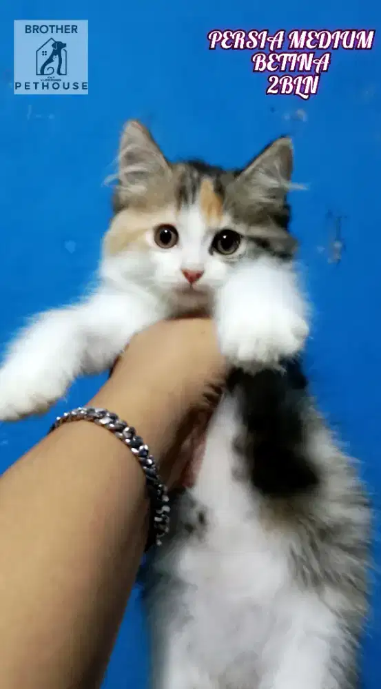 PERSIA MEDIUM BETINA 2BULAN