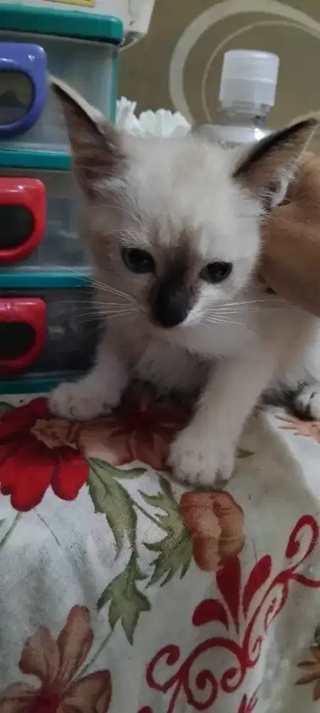 Dijual Anak kucing Himalaya domestik