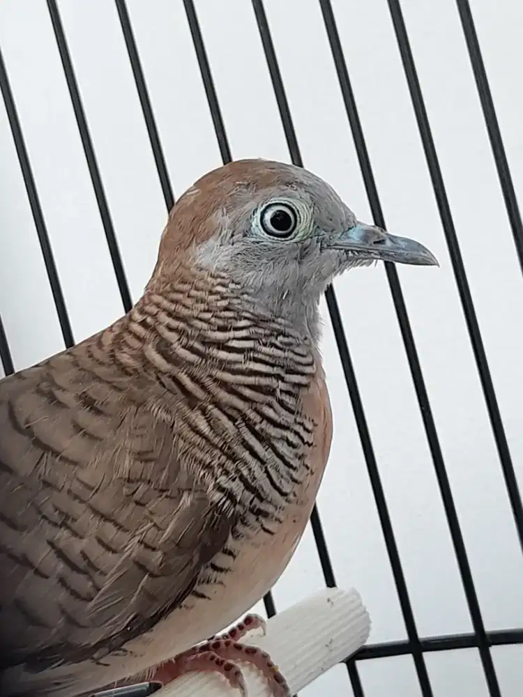 Burung Perkutut Lokal Alam Katuranggan Mercujiwo