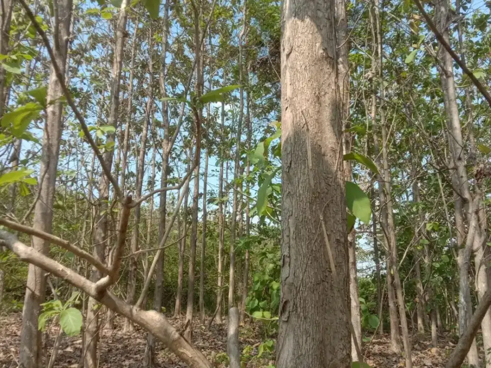Tanah Kebun Jati di Seuseupan Kec Karangwareng Cirebon