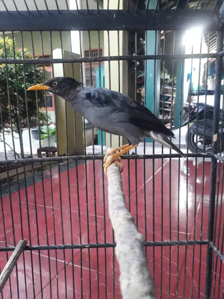 Burung Jalak Kebo