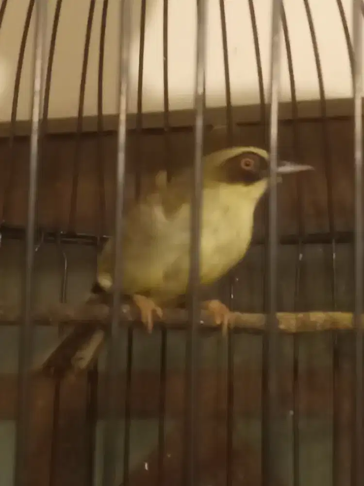 Burung opior paruh tebal