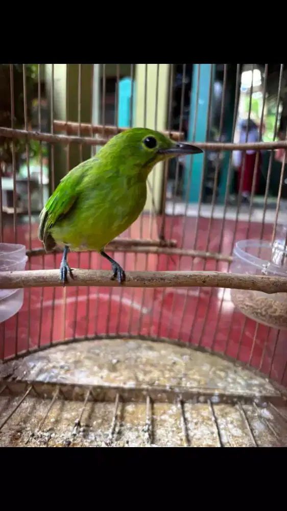 Burung Makan Pisang