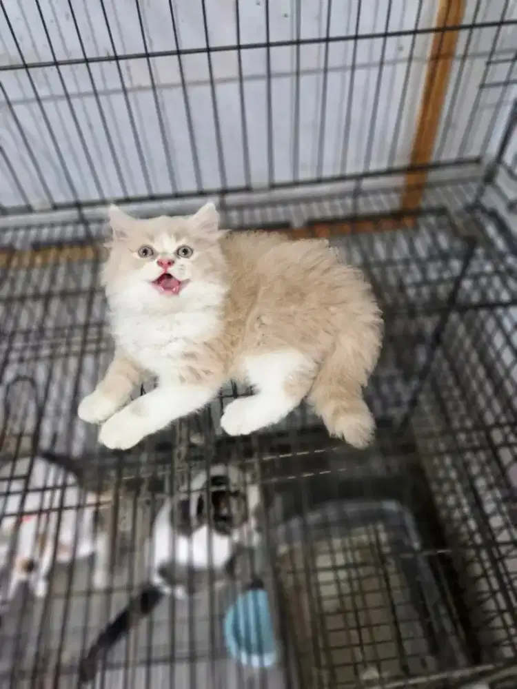 Kucing persia JANTAN