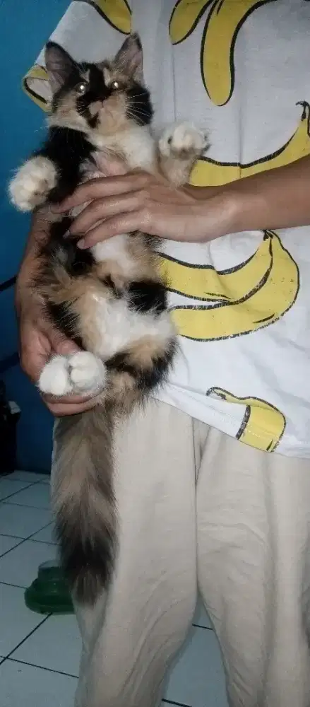 Kucing kitten flatnose calico betina