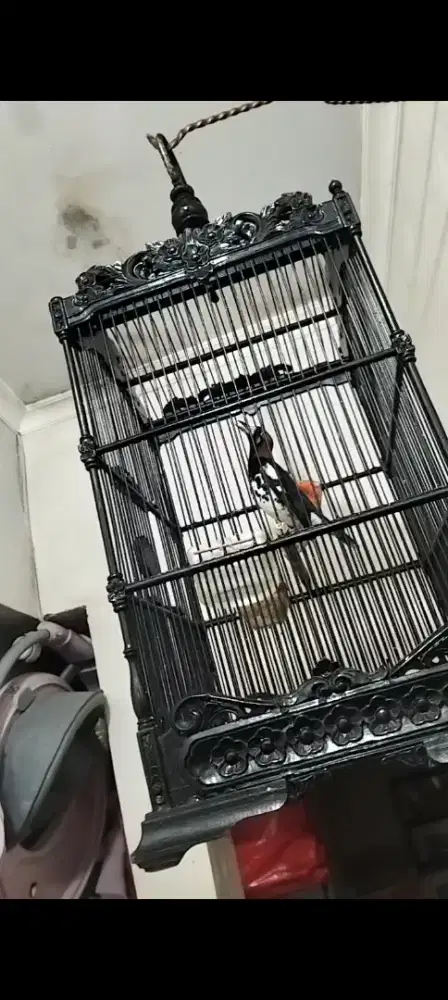 Anis kembang ring malang