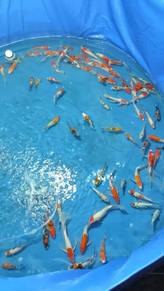 IKAN KOI KUMPAY SLAYER 20–30cm — CUMA 100RB!  Bebas Pilih | MAFIA KOI