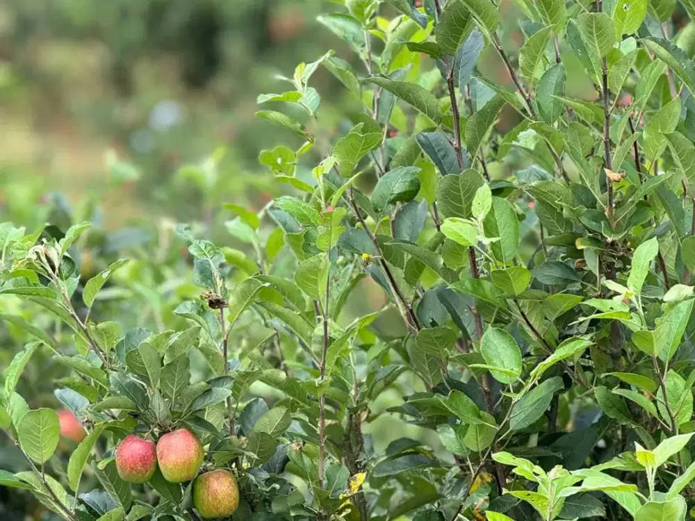 Dijual kebun apel kota apel