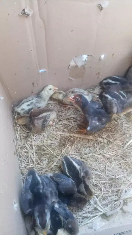 ayam bangkok anak an Pama X Plucker