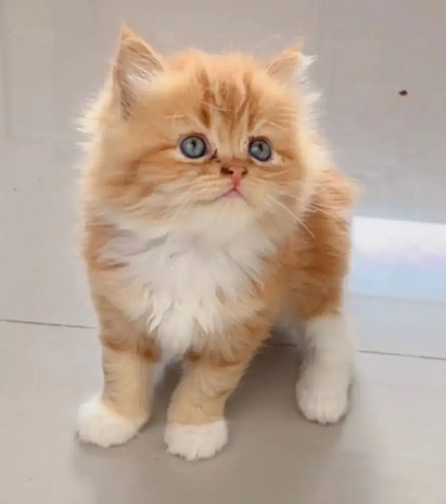 Kucing kitten flatnose