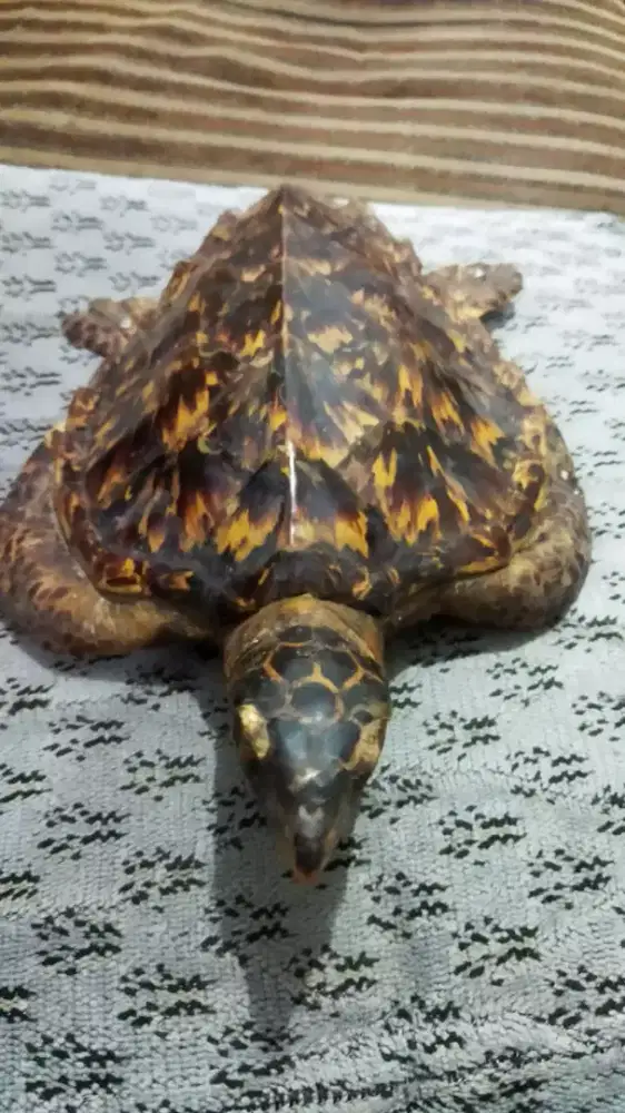 Hiasan Dinding Penyu Sisik