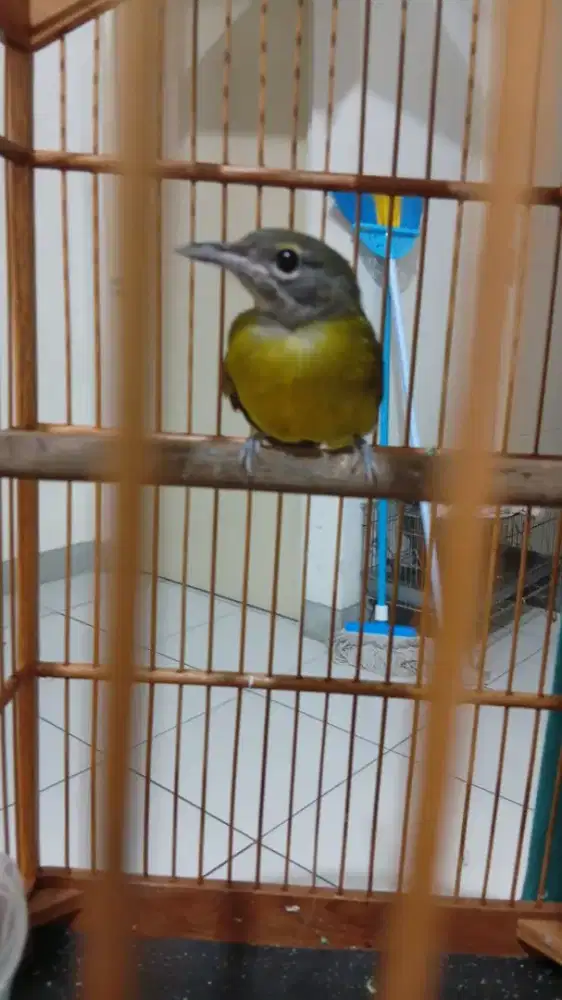 Burung samyong jantan ngeroll