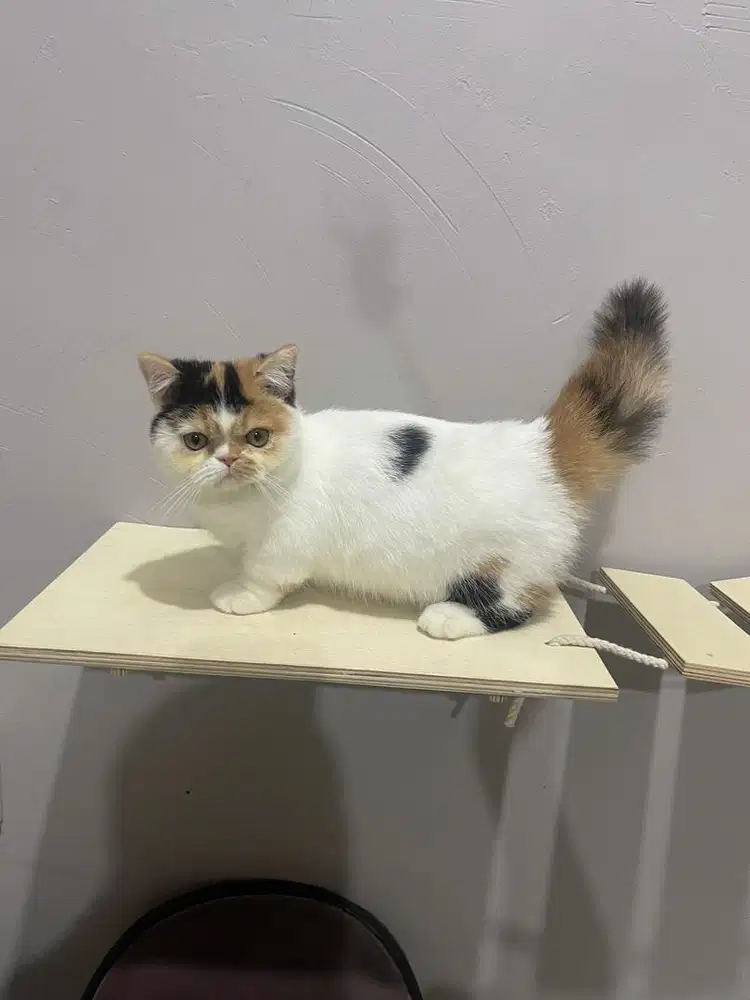 Munchkin betina 5 bulan