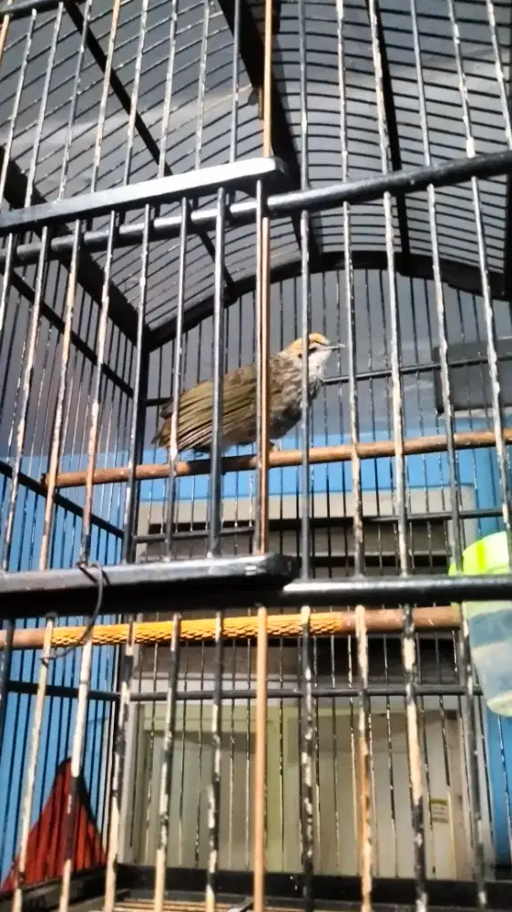 Cucak Rowo gacor ropel cd