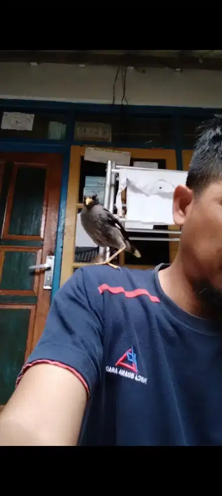 Jalak anak super jinak