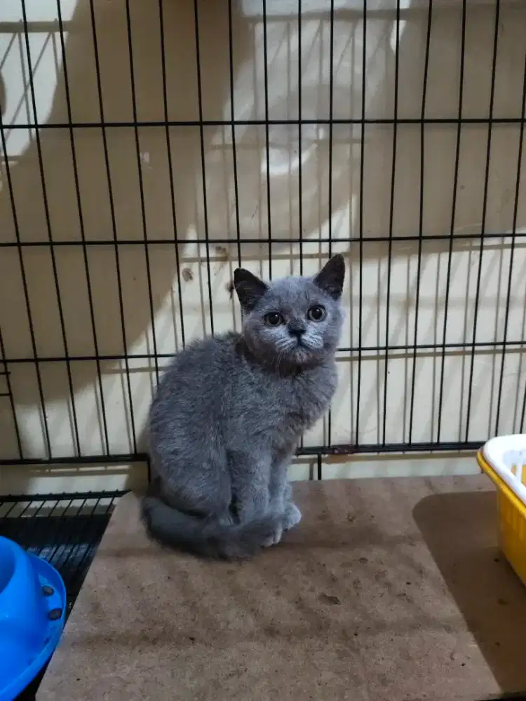 Kucing British Short Hair (BSH) Blue Kitten
