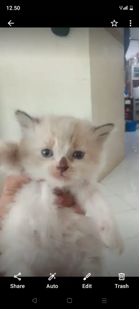 Kitten himalaya umur 3 bln jantan