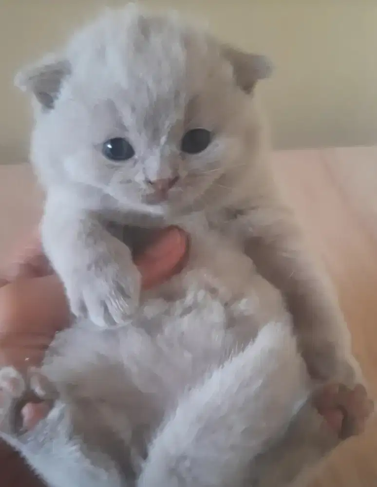 British Short Hair (BSH) Kitten Pure Line Impor