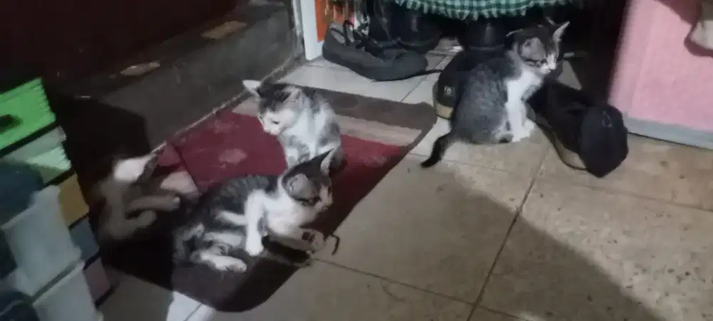 Yg mau adopsi anak kucing udah bisa makan sendiri