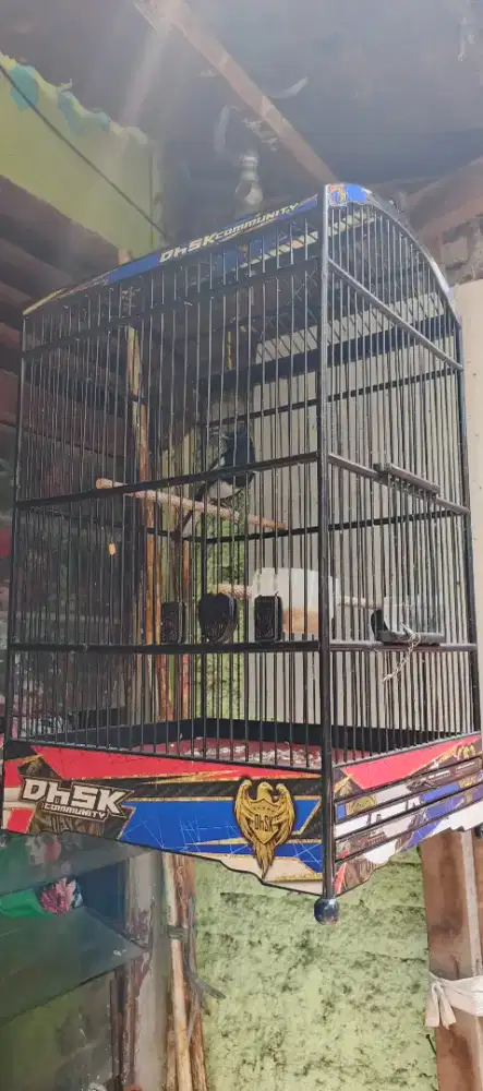 Kacer rajin aje kaki kering