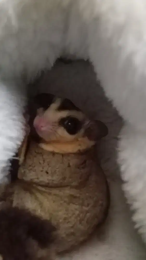 Sugar glider jantan+kandang