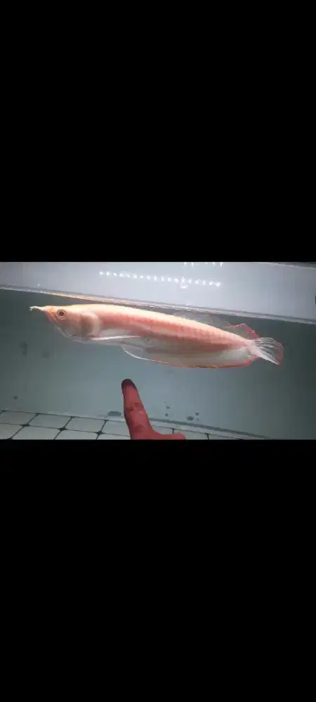 Ikan arwana silver albino mata merah