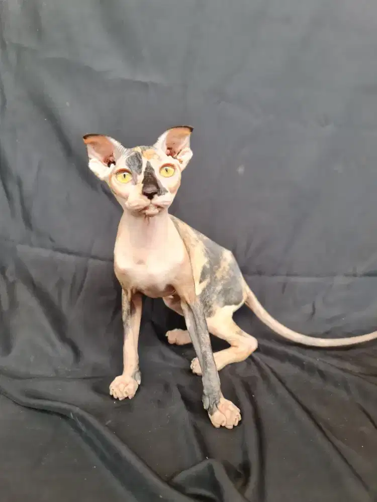 Kucing levkoy betina