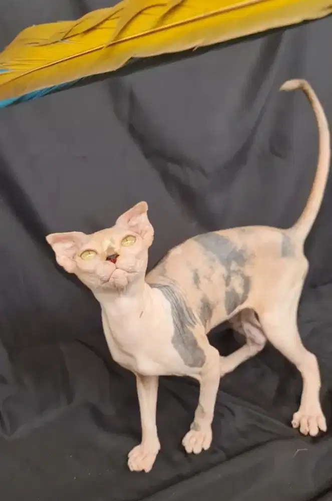 Kucing Levkoy Betina