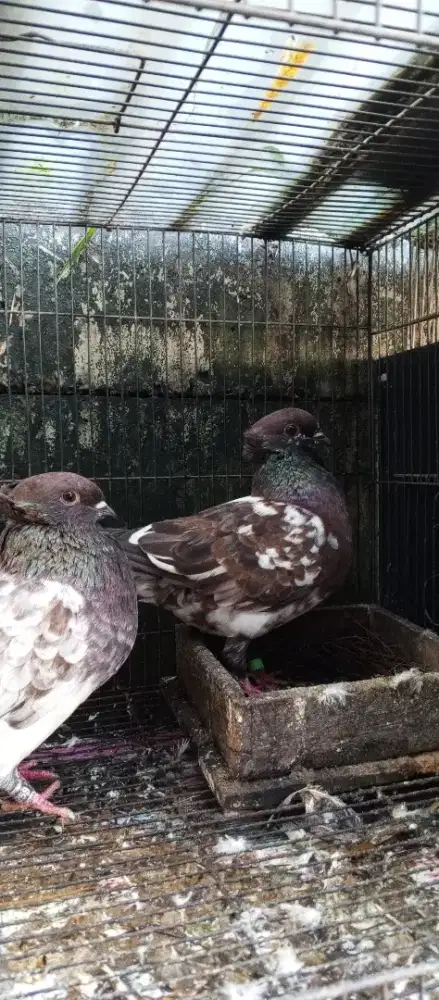 Merpati Ging Ging MGG Produksi