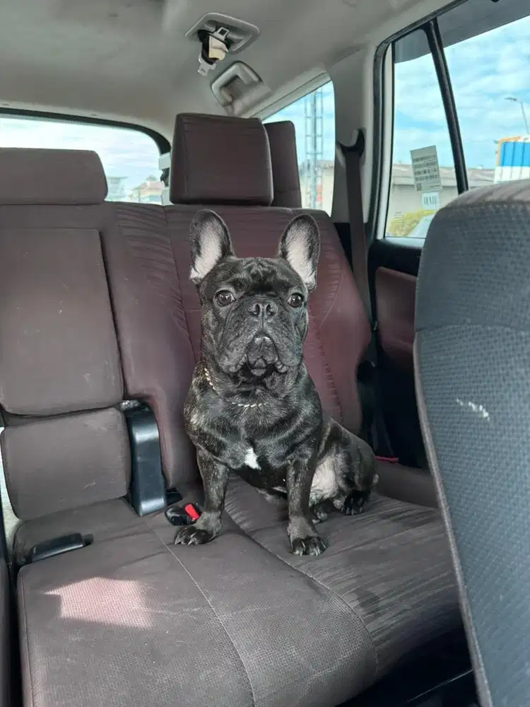 French buldog dijual