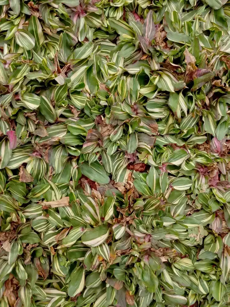 Jual rumput gajah mini farigata