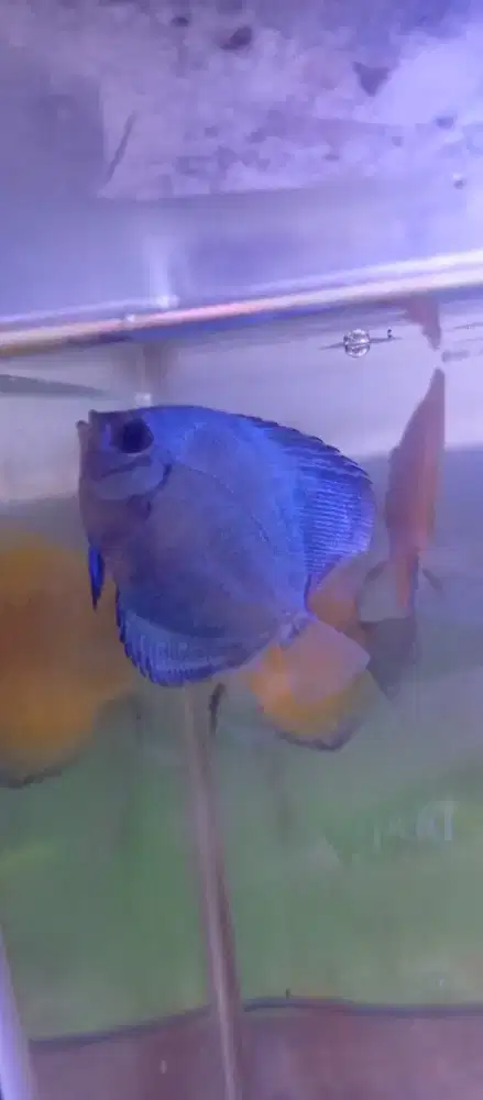 Discus blue diamond
