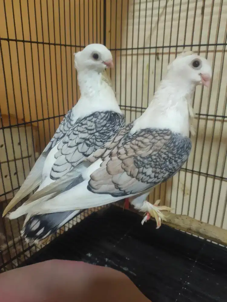 Merpati santinet sepasang